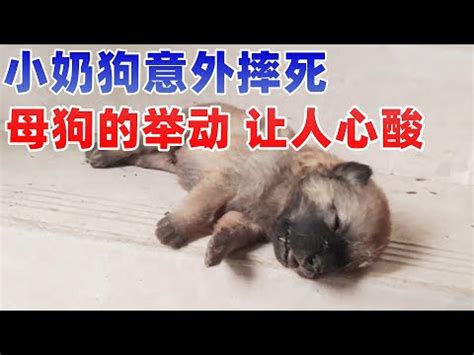 小狗死掉怎麼處理